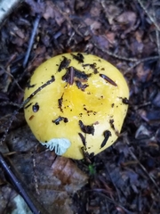 Russula claroflava