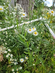 Boltonia asteroides