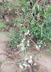 Gypsophila paniculata
