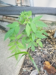 Bidens vulgata