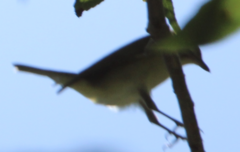 Vireo olivaceus