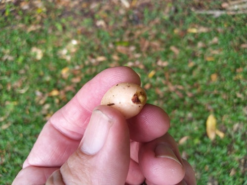 Buff beech (Gomphandra australiana)
