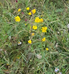 Hieracium umbellatum