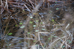 Hydrocotyle ranunculoides