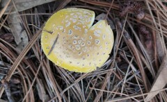 Amanita junquillea