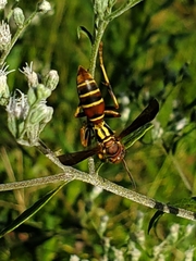 Polistes dorsalis