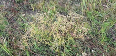 Saposhnikovia divaricata
