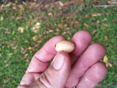 Gomphandra australiana