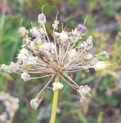 Allium senescens