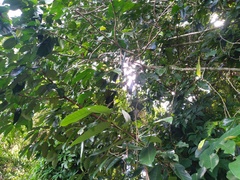 Gomphandra australiana