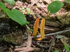 Clavulinopsis sulcata