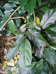 Gomphandra australiana