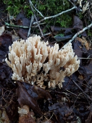 Ramaria stricta
