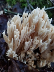 Ramaria stricta