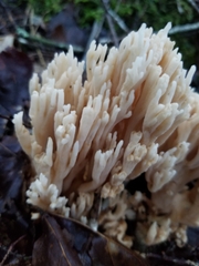 Ramaria stricta