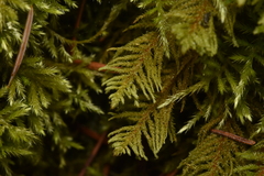Kindbergia oregana