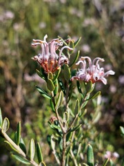 Grevillea sphacelata