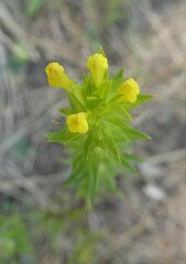 Orthocarpus luteus