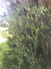 Melaleuca ericifolia