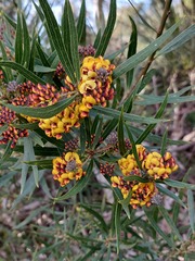 Daviesia corymbosa