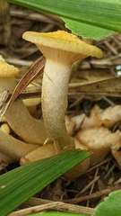 Desarmillaria