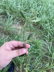 Phoradendron leucarpum