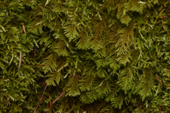 Kindbergia oregana