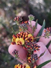 Daviesia corymbosa