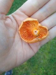 Lactarius thyinos