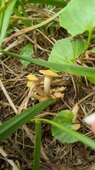 Desarmillaria