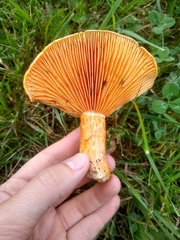 Lactarius thyinos