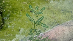 Phyllanthus urinaria