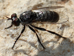 Atomosia melanopogon