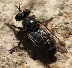 Atomosia melanopogon