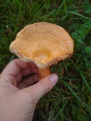 Lactarius thyinos