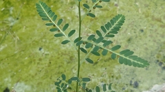 Phyllanthus urinaria