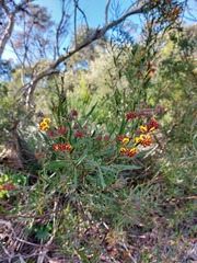 Daviesia corymbosa