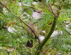 Pachycephala pectoralis