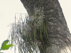 Dendrobium teretifolium