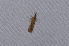 Mesophleps adustipennis