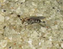 Dolichopodinae
