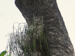 Dendrobium teretifolium