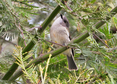 Pachycephala pectoralis