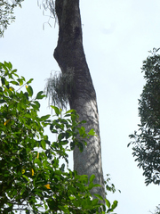 Dendrobium teretifolium