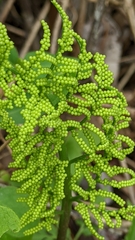 Sceptridium dissectum