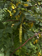 Robinia viscosa hartwigii