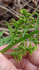 Sceptridium dissectum