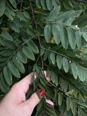 Robinia viscosa hartwigii