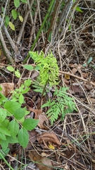 Sceptridium dissectum