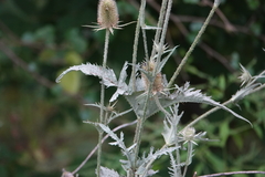 Podosphaera dipsacacearum